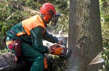 Hazardous Tree